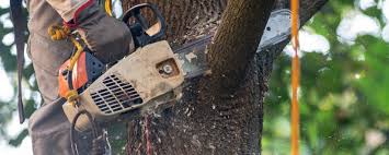  Cedar Springs, MI Tree Removal Pros